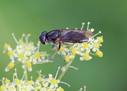 Cheilosia soror, female, hoverfly